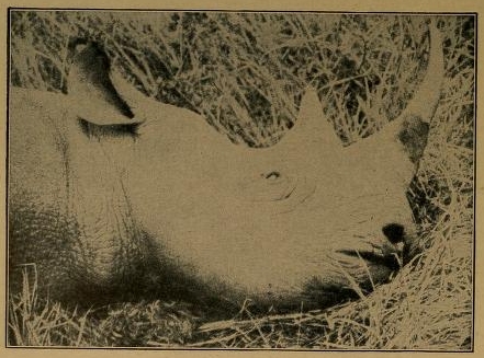 Head of black rhino