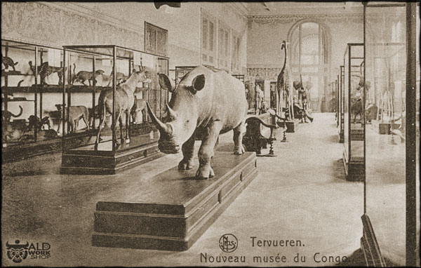 Tervuren white rhino