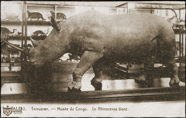 Tervuren white rhino