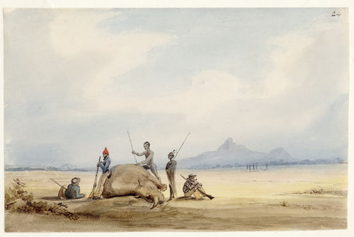 Dead rhino by Charles Bell