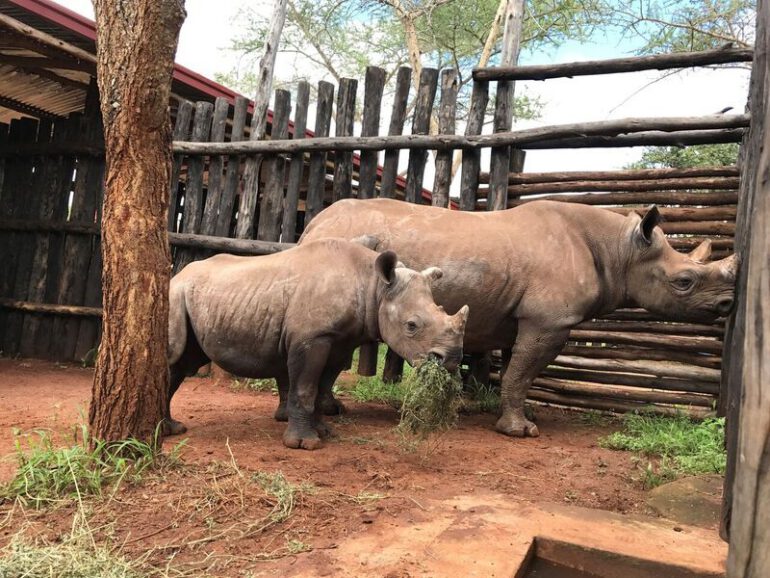 Rwanda rhino