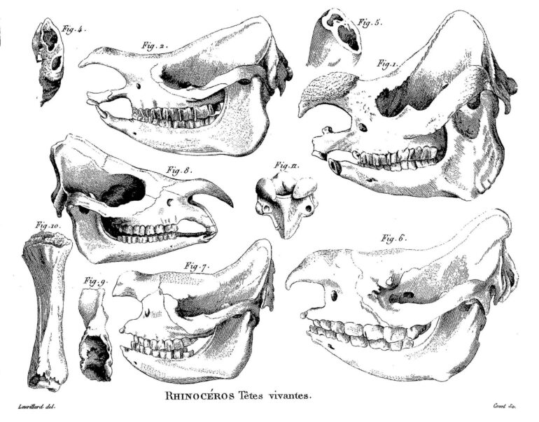 Skulls of living rhinos