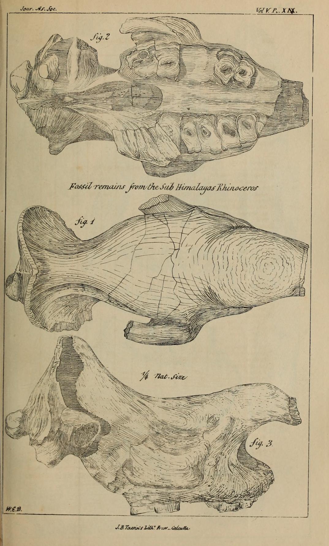 Fossil remains of rhino of sub-Himalayan deposits