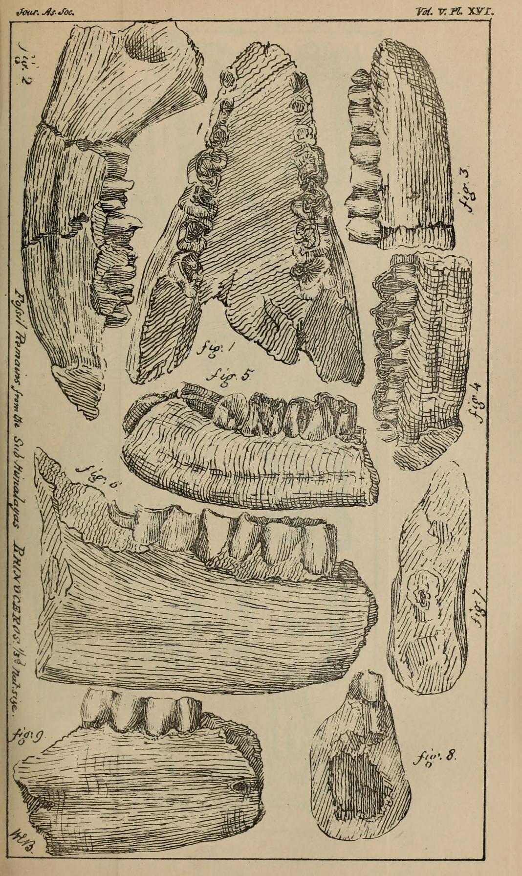 Indian fossil rhinoceros