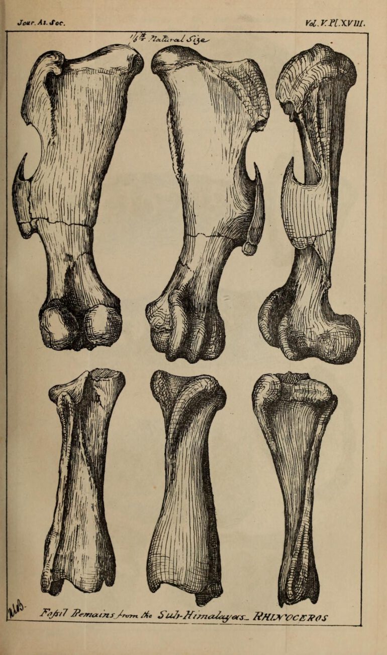 Fossil remains of rhino in India
