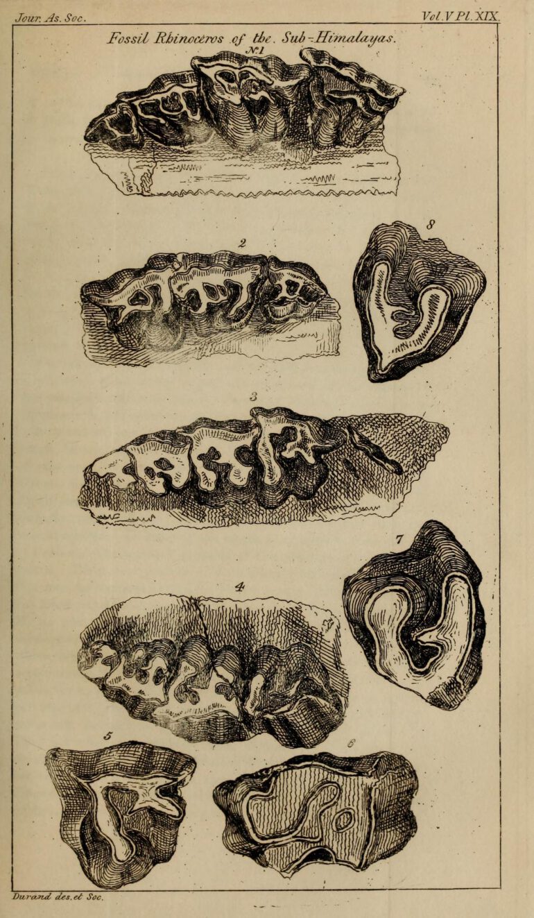 Fossil remains in India