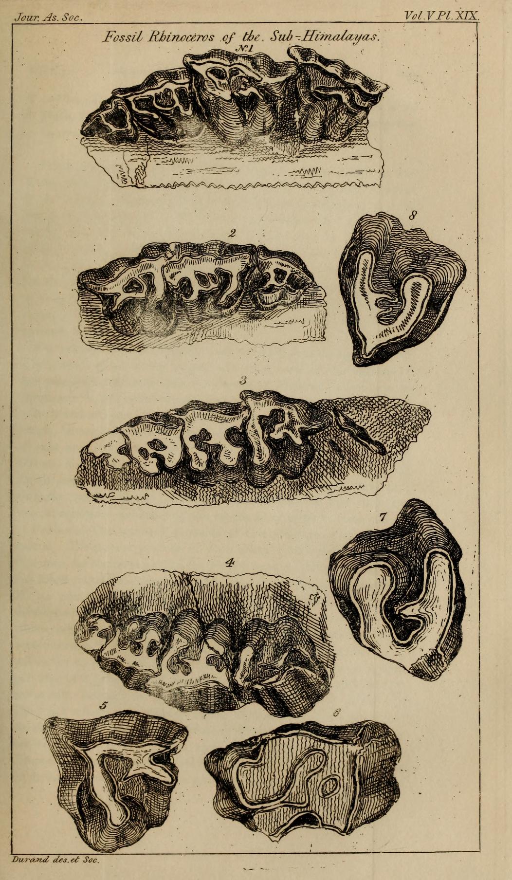 Fossil remains in India