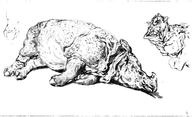 Ridinger recumbent rhino