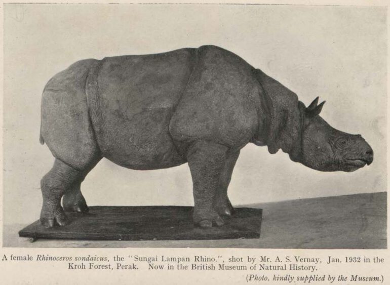Sungai Lampan Rhino