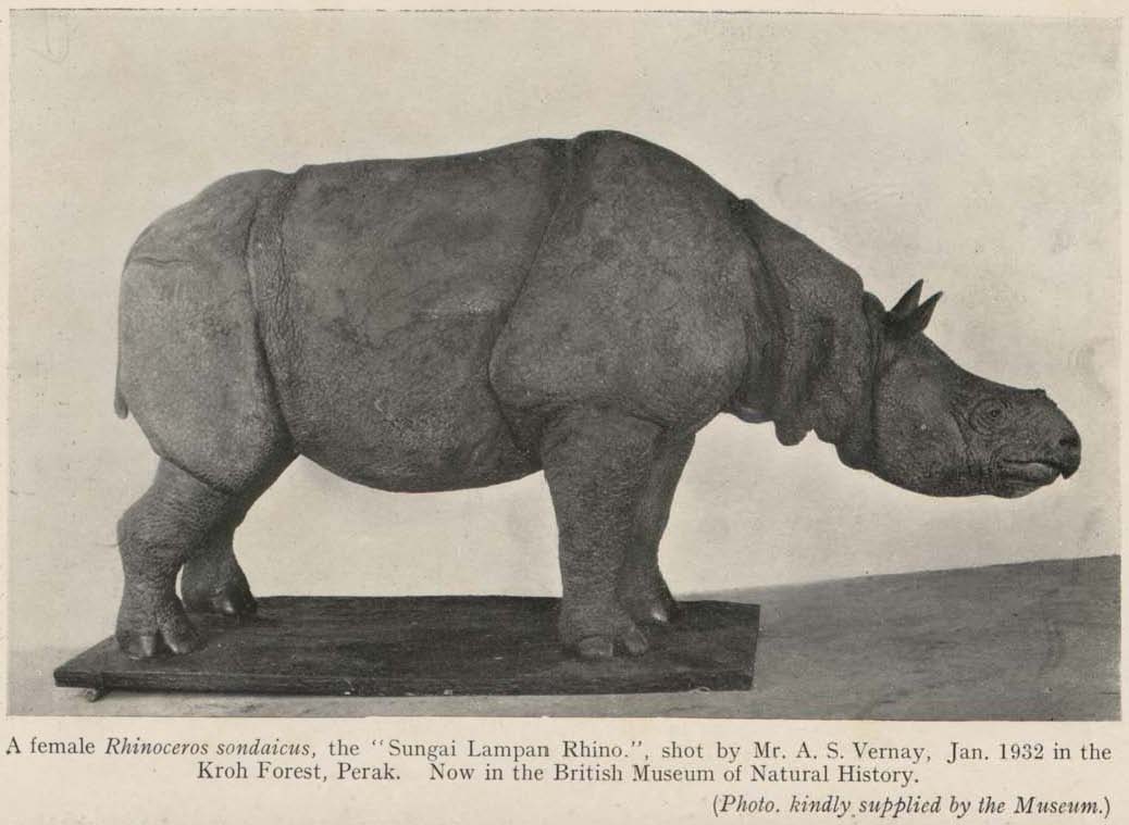 Sungai Lampan Rhino