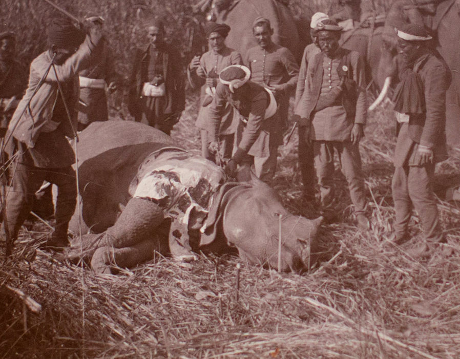 Nepalese skinng a rhino