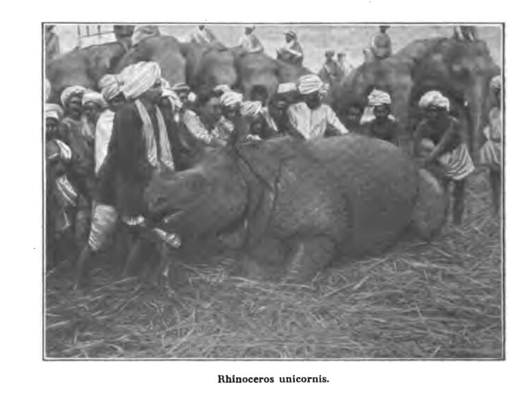 Scheibler in North Bengal in 1892