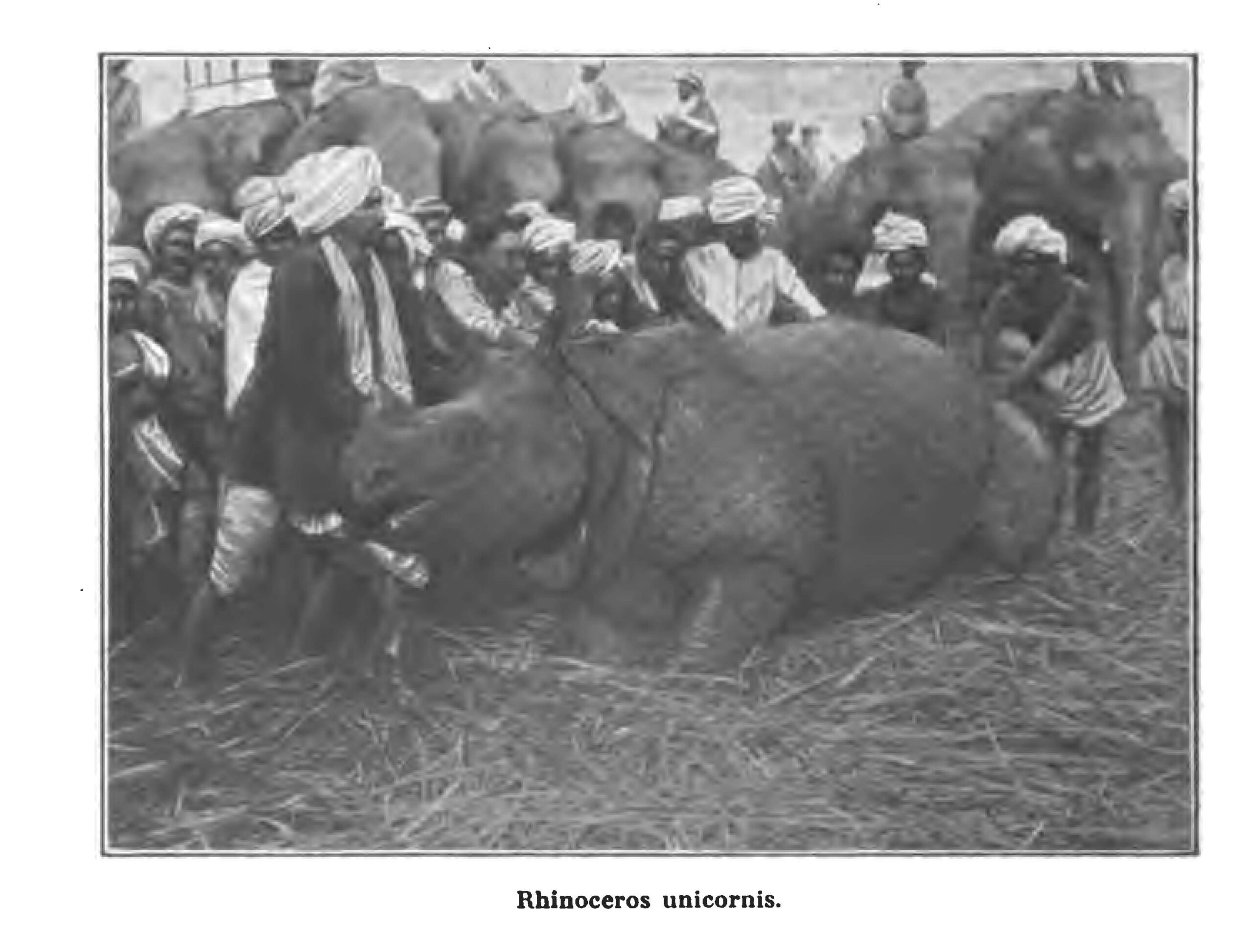 Scheibler in North Bengal in 1892