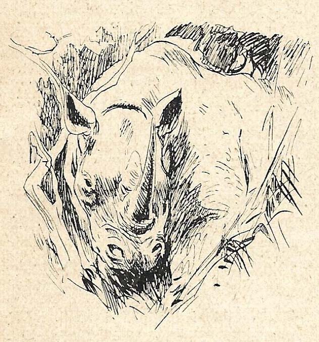 Head of black rhino