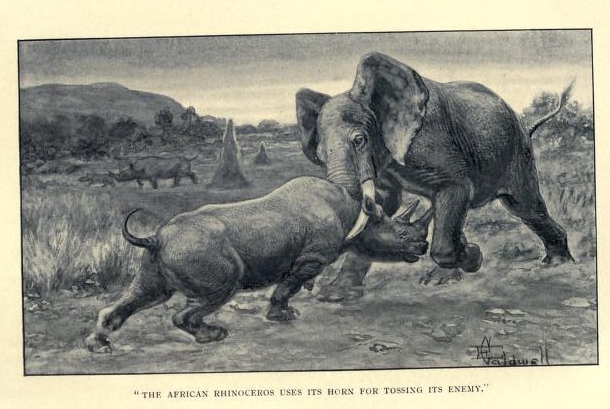 African rhino using horn