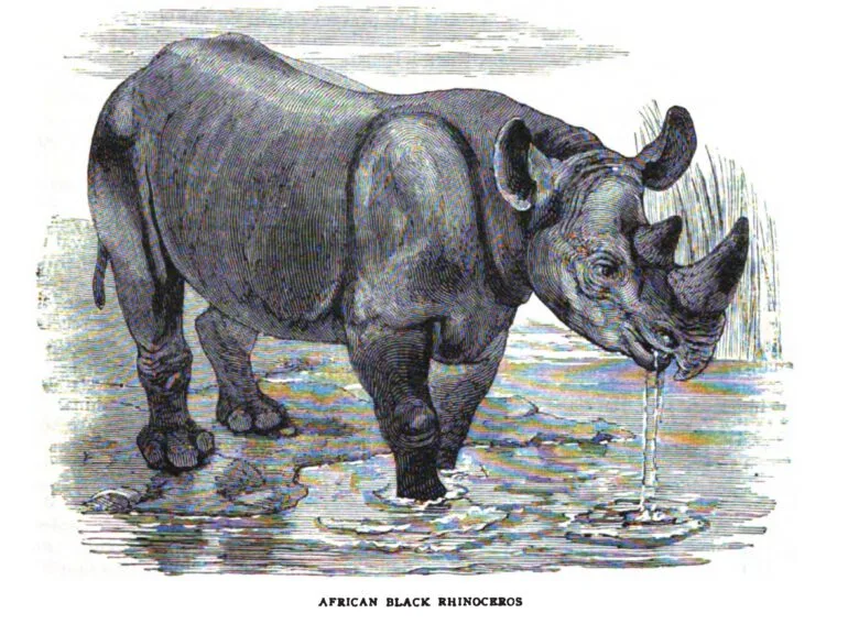 African Black Rhino 1872 — Rhino Resource Center