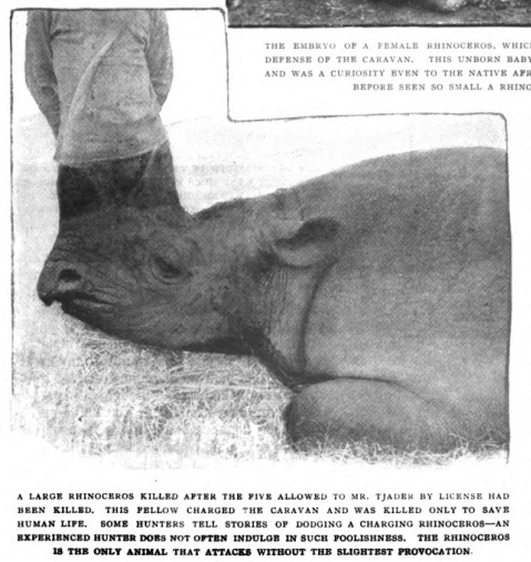 Tjader 1907 sixth rhino shot