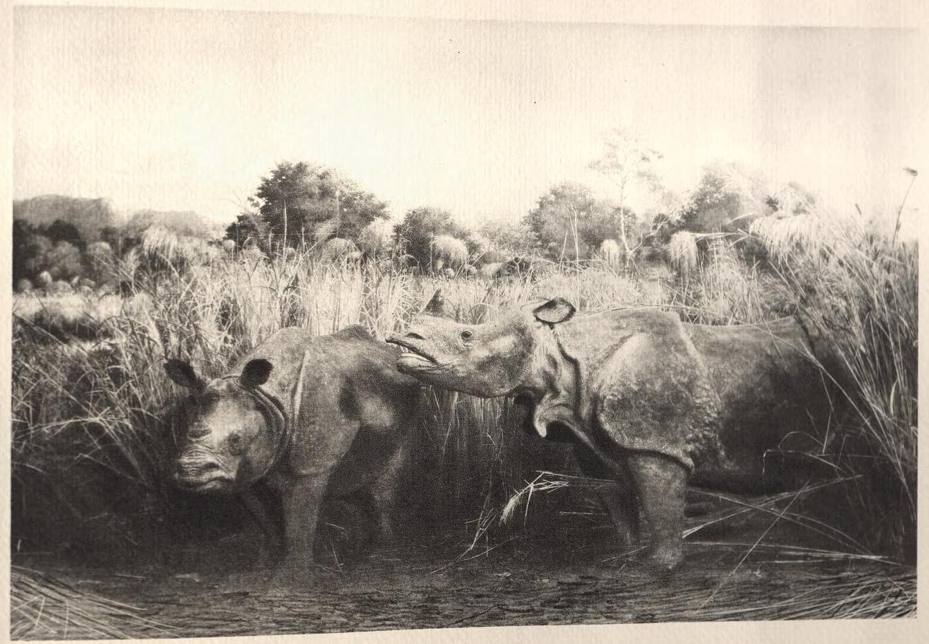 AMNH 1930 Diorama Nepal rhinos
