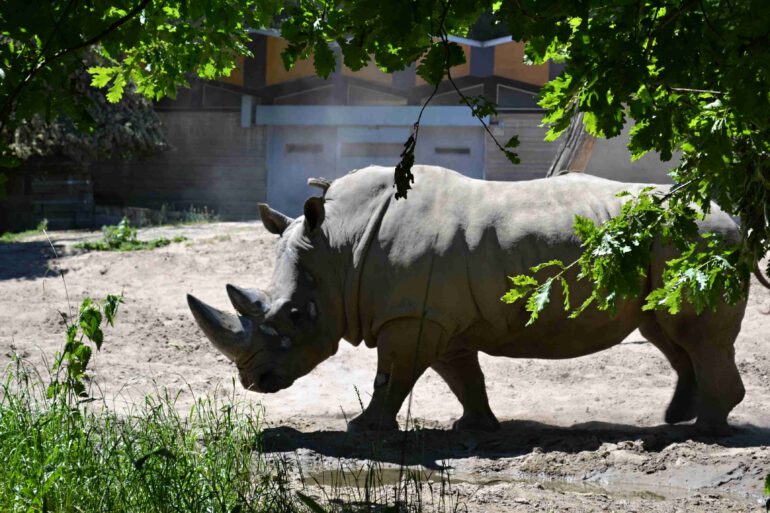 Duisburg black rhino 2017