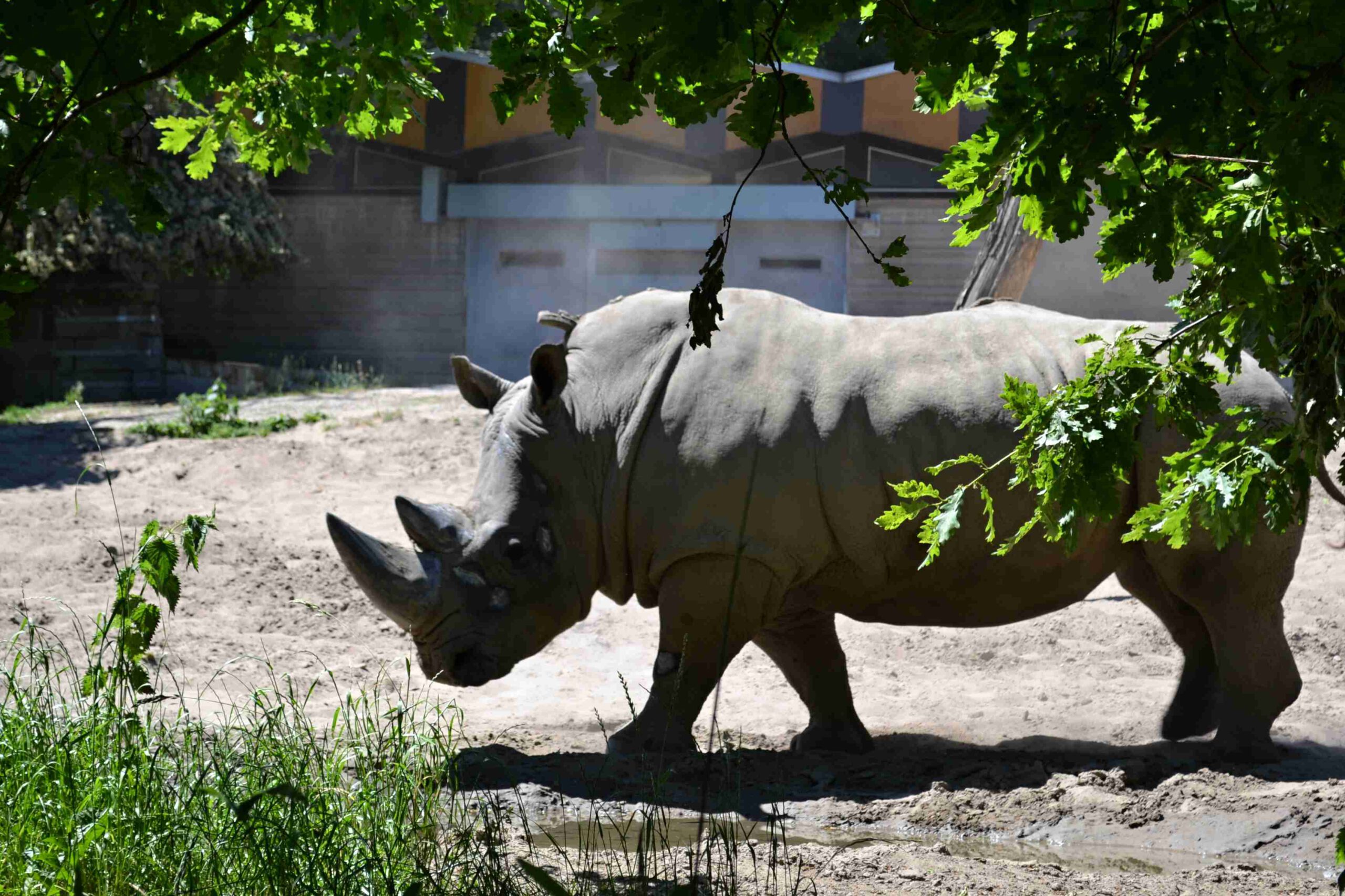 Duisburg black rhino 2017