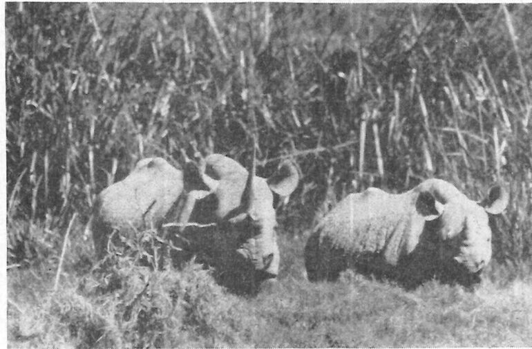 Black rhino in Kenya