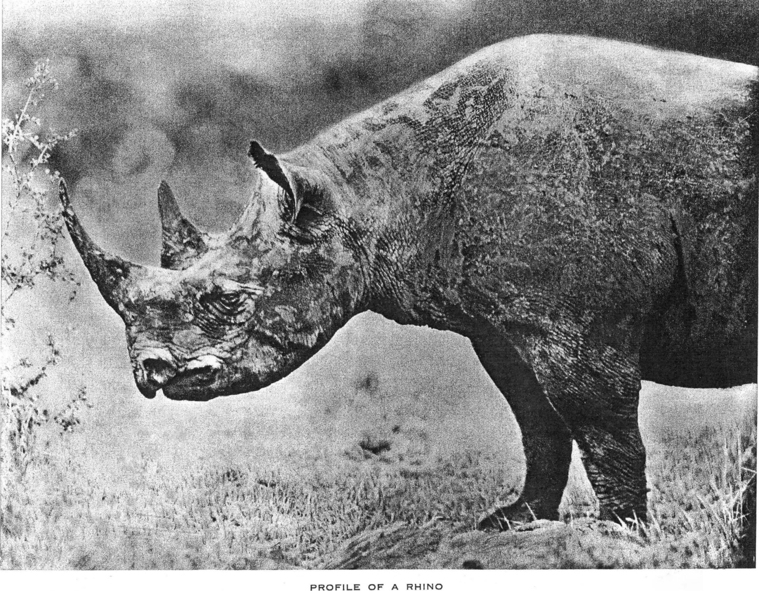 Maxwell 1930 Black rhino