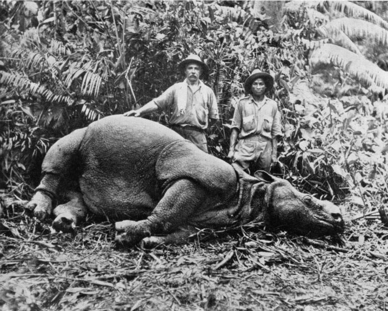 Javan Rhino from Malaysia