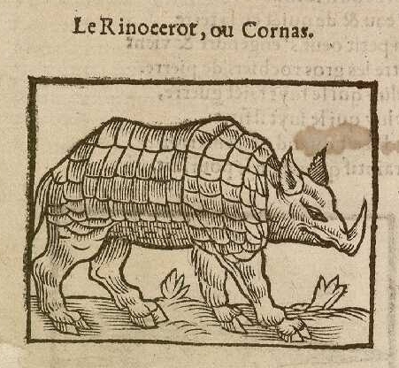 Rhinocerot or Cornas
