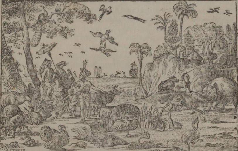 Rhino with Durer hornlet