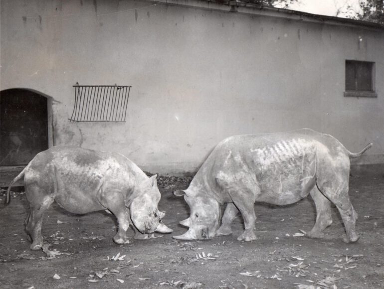 Frankfurt Zoo 1952 black rhino
