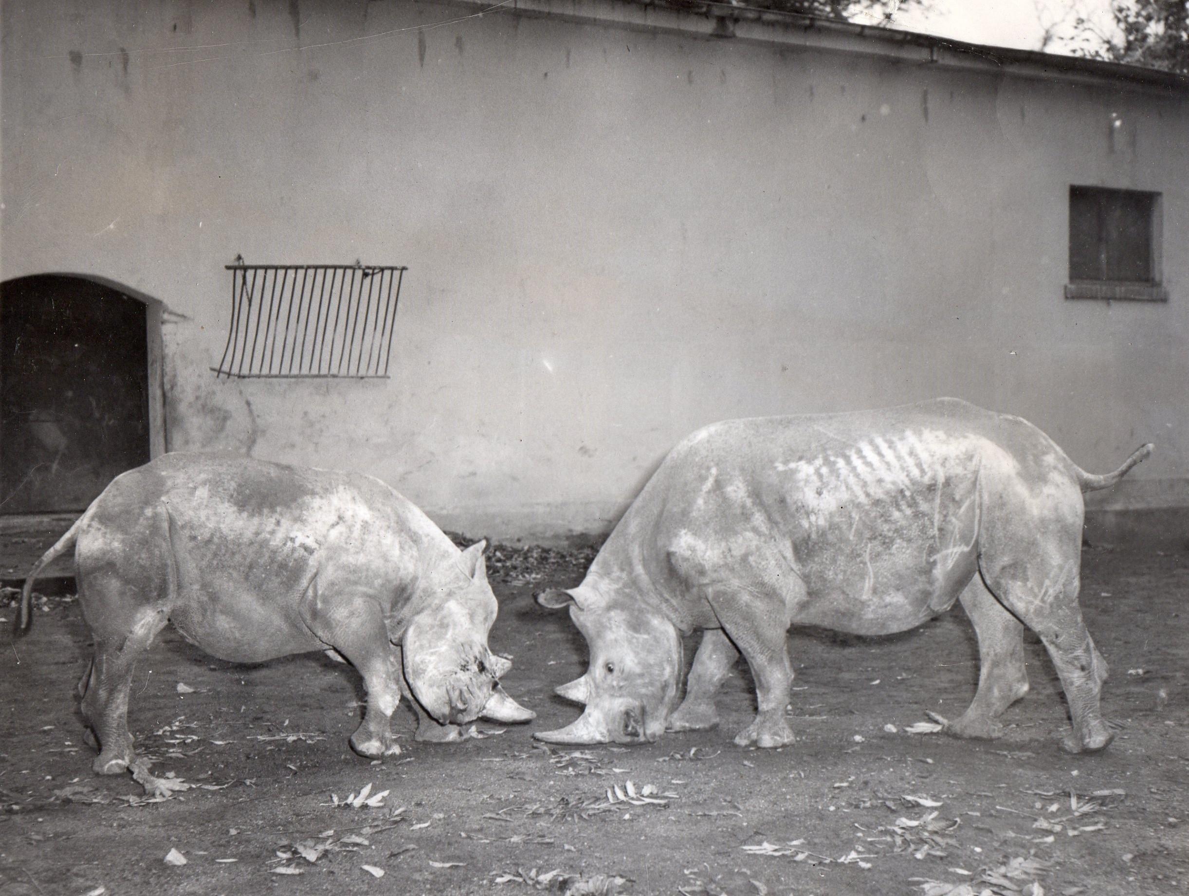 Frankfurt Zoo 1952 black rhino