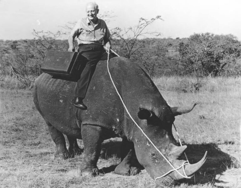 Goebel on white rhino