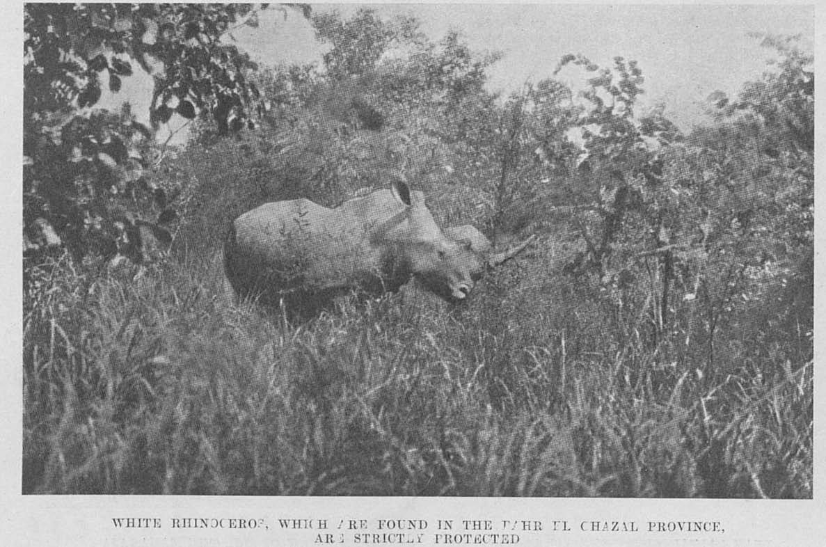 Nile rhino in Bahr el Ghazal