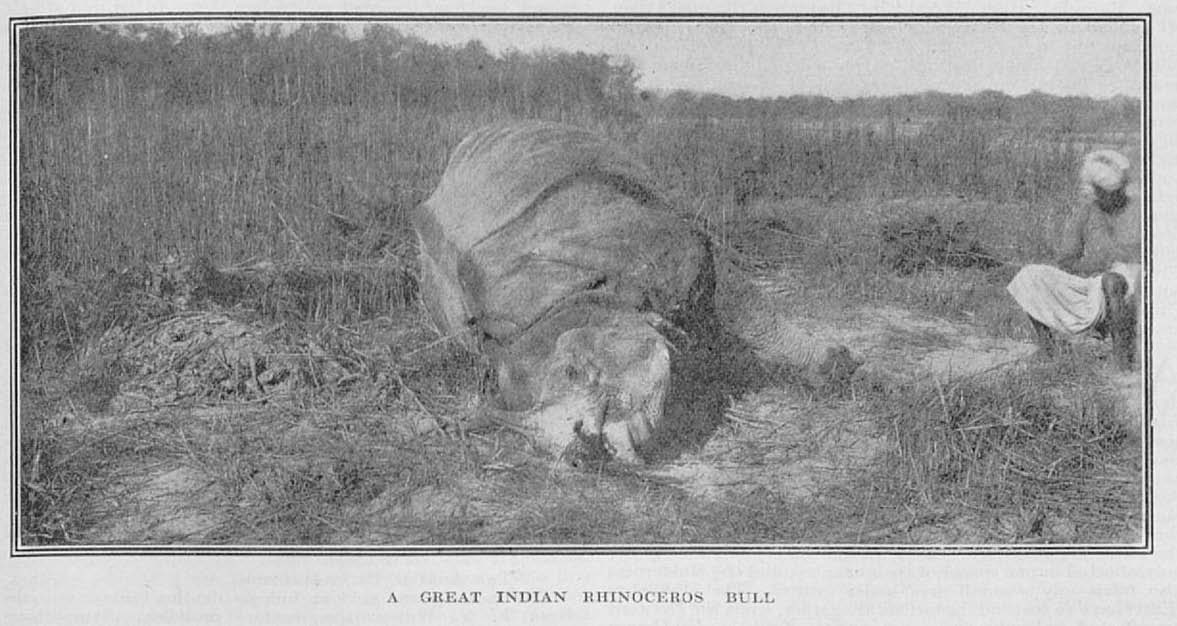 Vernay 1923 rhino bull