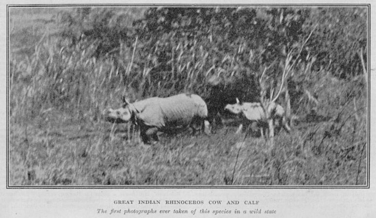 Vernay 1923 Nepal rhino