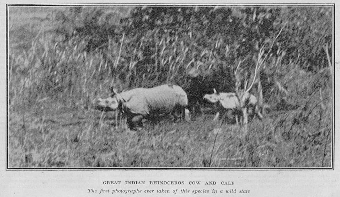 Vernay 1923 Nepal rhino