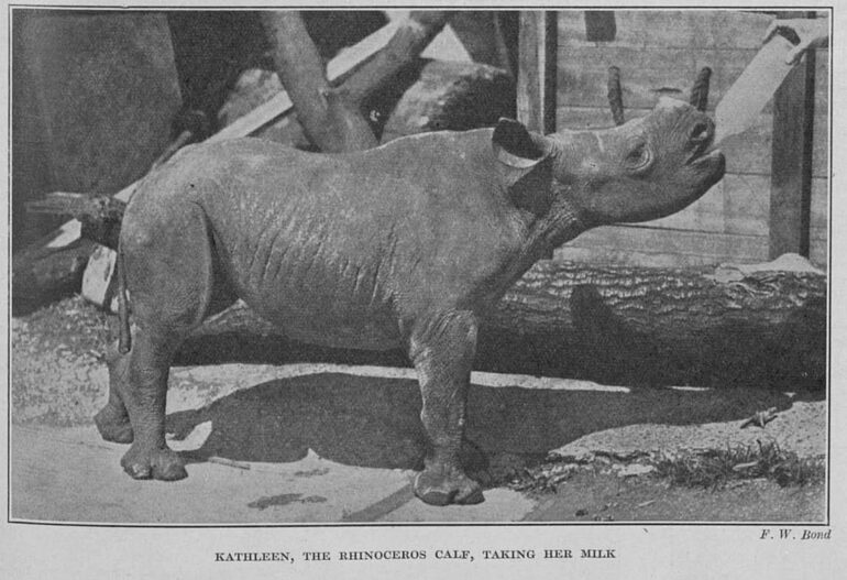 Kathleen 1928 London Zoo