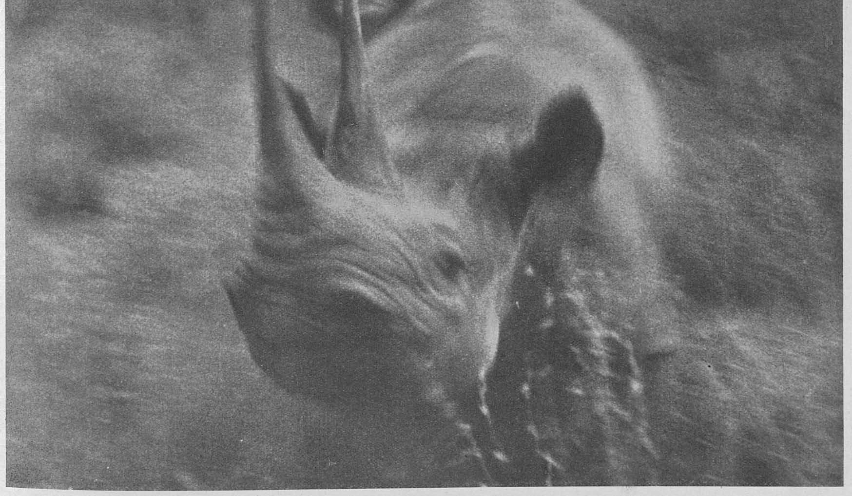 Rhino stopping traffic