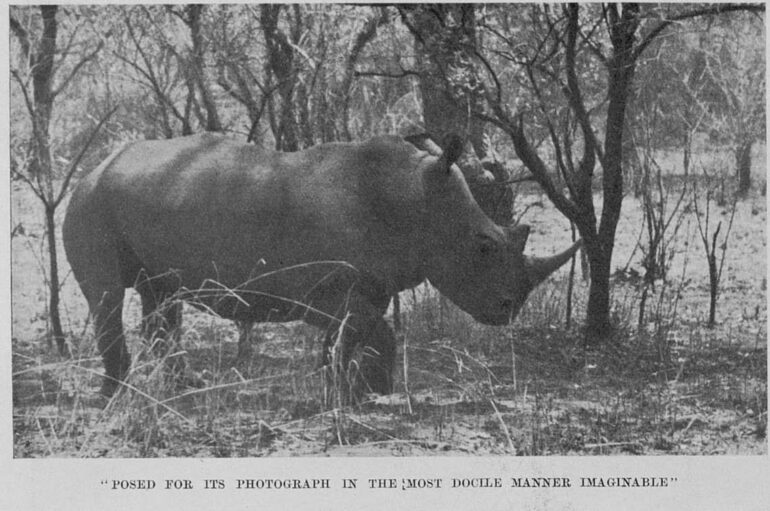 Bourdillon 1934 Nile rhino