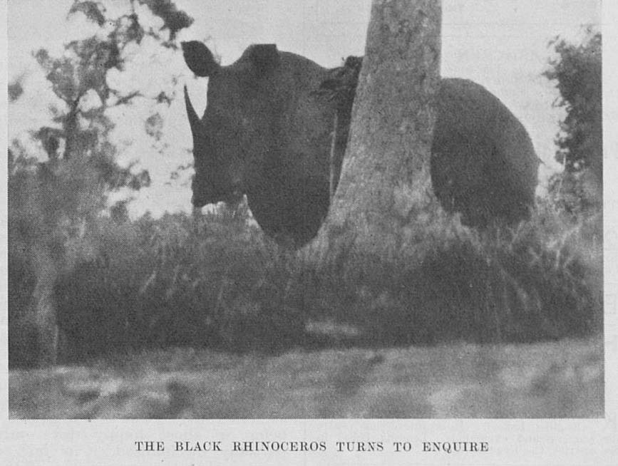 Domville-Fife 1936 Nile rhino