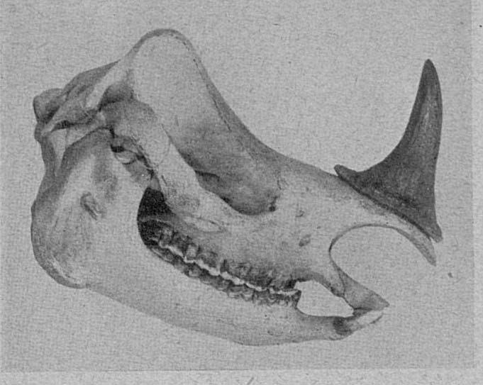 Record horn sondaicus