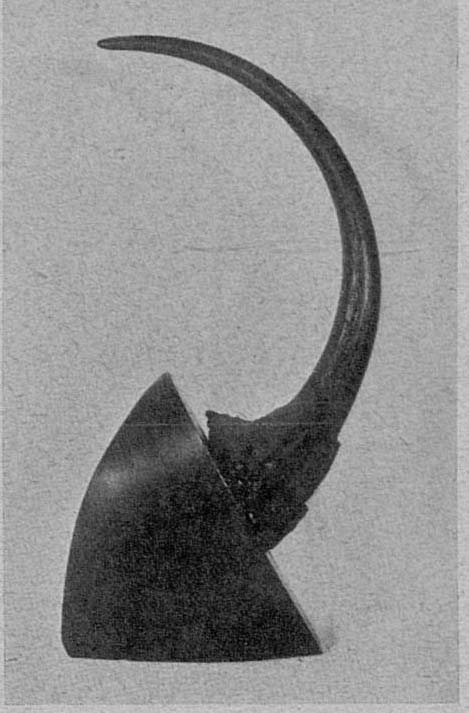 Record horn of sumatrensis