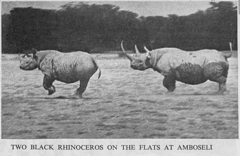 Anderson 1946 Amboseli