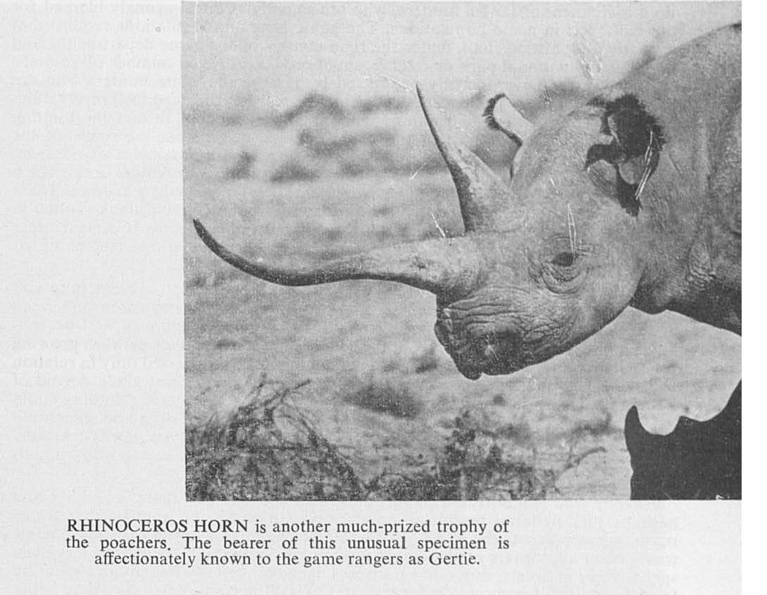 Gertie photo by Cowie