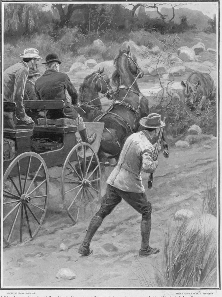 Black rhino attacks waggon in Zululand 1909