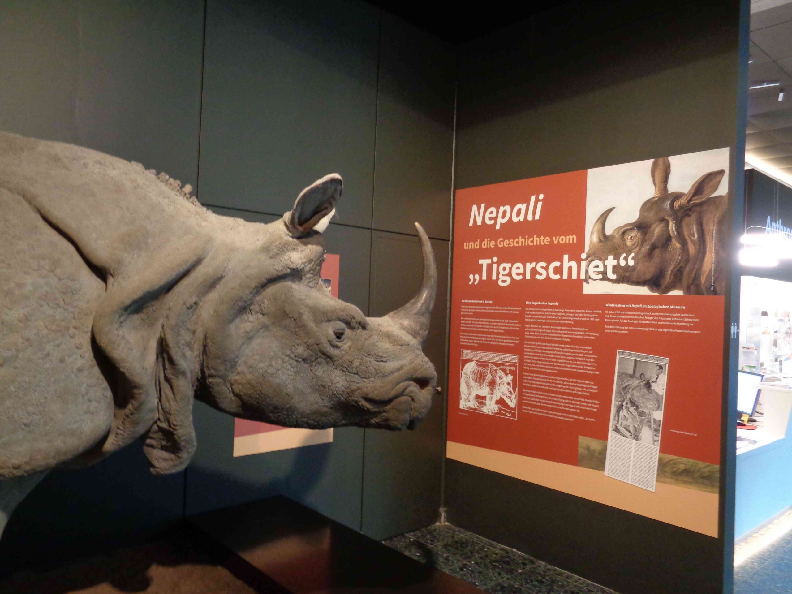 Indian Rhino in Hamburg