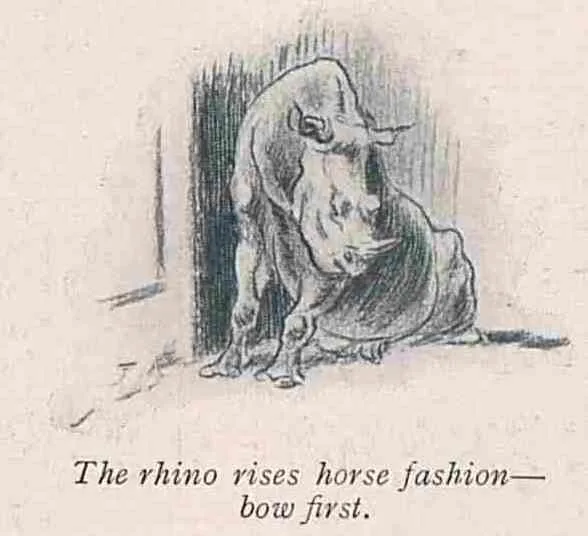 Rhino when rising