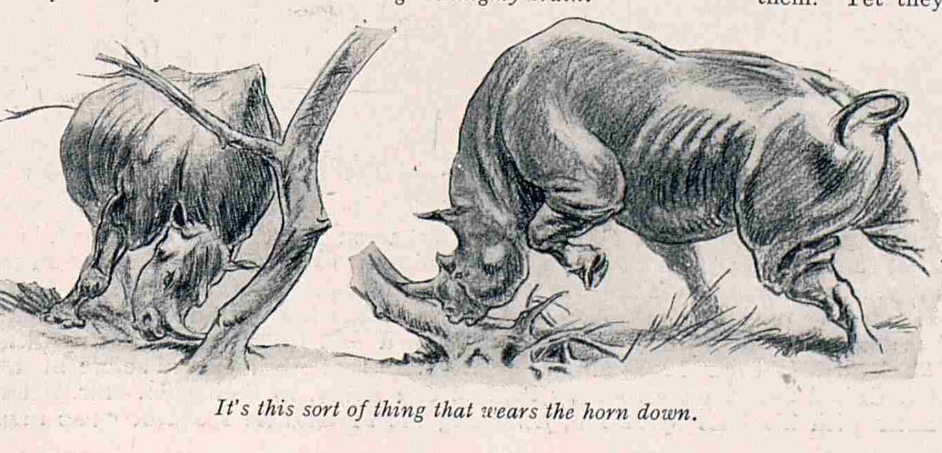 Rhinos attacking trees