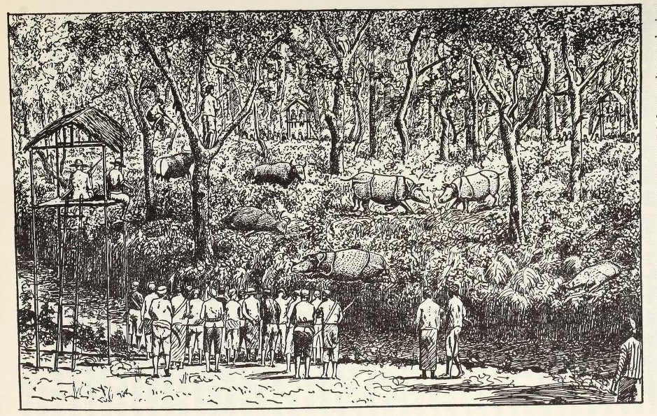 Hunt of 3 rhino in Java in 1829