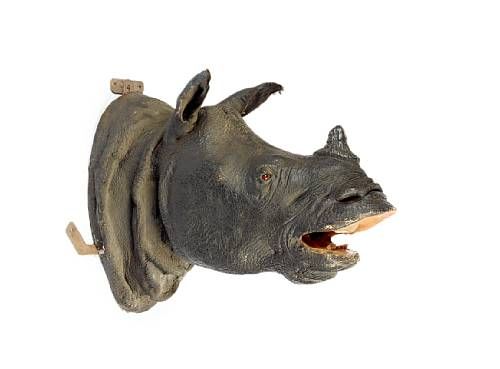 Javan rhino head trophy